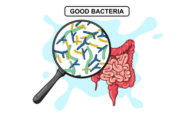 illustration of bacteria in human body. Probiotics good bacteria in human intestine. Good bacteria. Lactobacillus, bifidobacteria, streptococcus, vector design. for medical poster or biology study