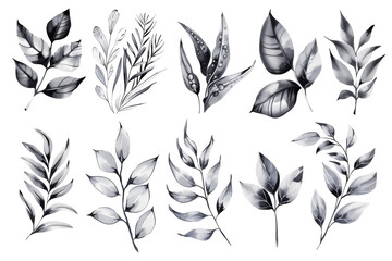 Elegant monochrome botanical illustrations showcasing various leaf designs on a light backdrop isolated on transparent background