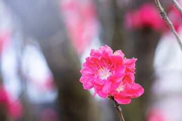 ハナモモの花