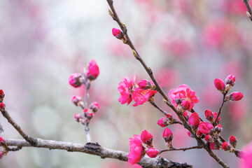 ハナモモの花