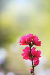 ハナモモの花