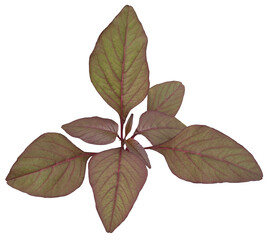 Close-Up of Red Spinach Red Spinach / Amaranthus dubius 