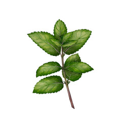 Mint sprig watercolor illustration