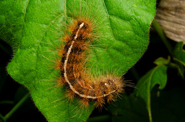 The image shows a hairy, brown and black caterpillar resting on a vibrant green leaf. The...