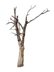 Single old and dead tree isolated.