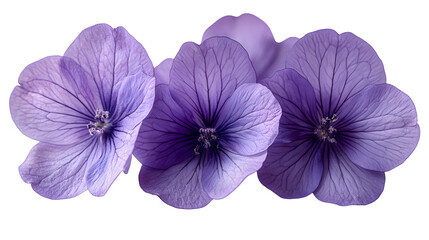 Obraz premium Violet flower with soft edges isolated on white background, HD, realistic