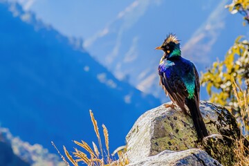 A Himalayan monal, with its iridescent feathers shimmering, perched on a rock in the high-altitude meadows of Bhutan.