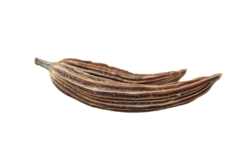 Exquisite dried pods resting gently against a bright white backdrop in natural harmony isolated on transparent background