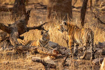 Young Bengal tiger in the dry forest of Ranthambhore National Park, India. Cub of famous tigress Arrowhead in its natural jungle habitat.
