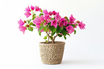 Vibrant bougainvillea blooms in a handcrafted pot bring joy to a bright room setting isolated on transparent background