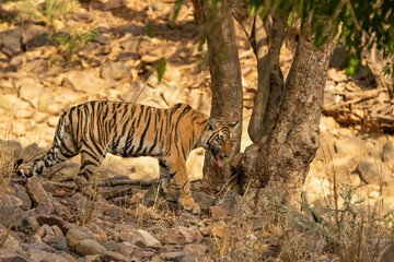 Young Bengal tiger in the dry forest of Ranthambhore National Park, India. Cub of famous tigress Arrowhead in its natural jungle habitat.