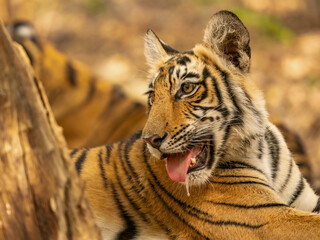 Young Bengal tiger in the dry forest of Ranthambhore National Park, India. Cub of famous tigress Arrowhead in its natural jungle habitat.