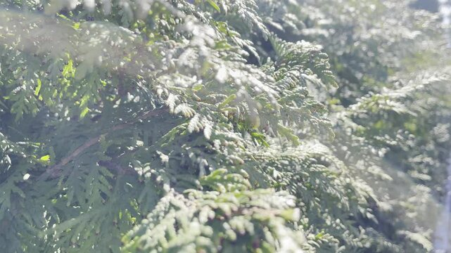 4К thuja branches swaying in wind on sunny morning - peaceful green movement for nature contemplation and relaxation