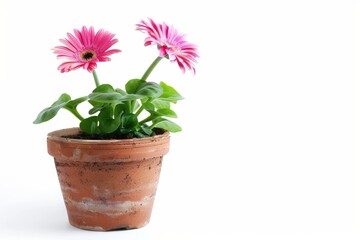 Obraz premium Vibrant pink daisies bloom in a rustic terracotta pot under soft, natural light in spring isolated on transparent background