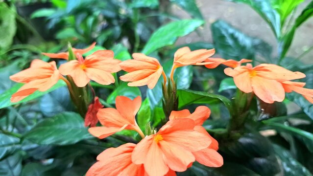 Peach Firecracker Flower (Crossandra infundibuliformis) bloom and vibrant orange Aboli blossom detail from a blooming firecracker plant, a tropical peach flower cluster