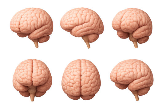 Six different views of human brain model isolated on transparent background