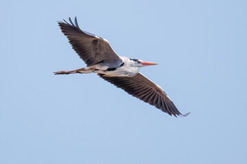 飛翔する美しいアオサギ（サギ科）
英名学名：Grey Heron (Ardea cinerea)
栃木県栃木市渡良瀬遊水地-2025
