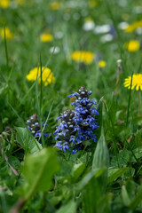 lila pflanze natur blume
