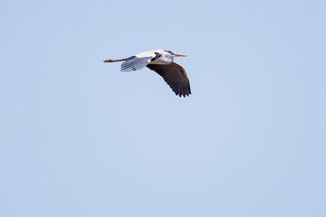飛翔する美しいアオサギ（サギ科）
英名学名：Grey Heron (Ardea cinerea)
栃木県栃木市渡良瀬遊水地-2025
