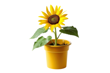 Bright yellow sunflower blooming in a vibrant yellow pot against a clean white background isolated on transparent background