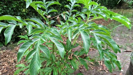 Amorphophallus Muelleri, Also Called Porang, Captured in High-Resolution with Vibrant Greenery Great for Nature Lovers, Organic Farming, and Science Projects