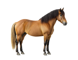 Studio shot of a brown horse standing still on a transparent background