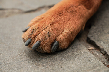 Close-up photo of adult himalayan sheepdog claws. International Dog Day Concept.
