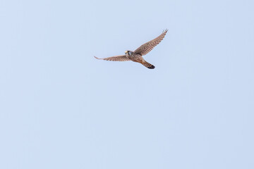 狩りのためにホバリングする美しいチョウゲンボウ（ハヤブサ科）
英名学名：Common Kestrel (Falco tinnunculus : family comprising falcons)
栃木県栃木市渡良瀬遊水地-2025

