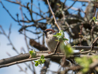 House Sparrow on branch, Passer domesticus