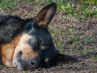 Sleepy Dog Relaxing in the Outdoors on a Sunny Day