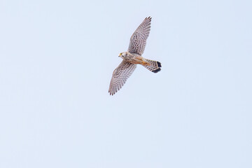 狩りのためにホバリングする美しいチョウゲンボウ（ハヤブサ科）
英名学名：Common Kestrel (Falco tinnunculus : family comprising falcons)
栃木県栃木市渡良瀬遊水地-2025
