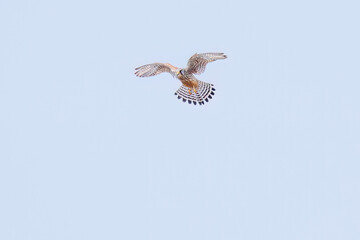 狩りのためにホバリングする美しいチョウゲンボウ（ハヤブサ科）
英名学名：Common Kestrel (Falco tinnunculus : family comprising falcons)
栃木県栃木市渡良瀬遊水地-2025
