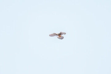 狩りのためにホバリングする美しいチョウゲンボウ（ハヤブサ科）
英名学名：Common Kestrel (Falco tinnunculus : family comprising falcons)
栃木県栃木市渡良瀬遊水地-2025
