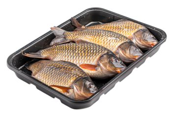 Freshly caught fish displayed in a black tray ready for preparation and cooking isolated on transparent background