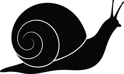 snail isolated on white background