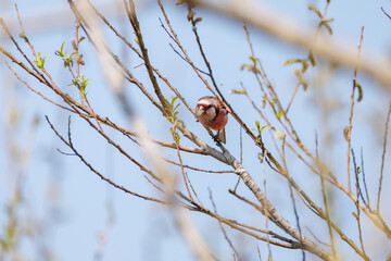 新芽を食して枝を飛び回る可愛いベニマシコ（アトリ科）の群れ
英名学名：Long-tailed Rosefinch (Uragus sibiricus)
栃木県栃木市渡良瀬遊水地-2025
