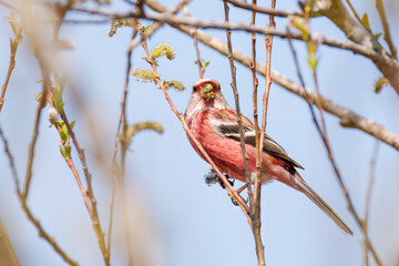 新芽を食して枝を飛び回る可愛いベニマシコ（アトリ科）の群れ
英名学名：Long-tailed Rosefinch (Uragus sibiricus)
栃木県栃木市渡良瀬遊水地-2025
