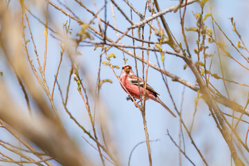 新芽を食して枝を飛び回る可愛いベニマシコ（アトリ科）の群れ
英名学名：Long-tailed Rosefinch (Uragus sibiricus)
栃木県栃木市渡良瀬遊水地-2025
