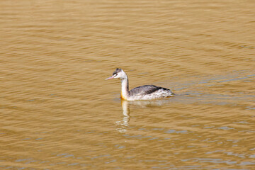 湖で餌を探す美しいカンムリカイツブリ（カイツブリ科）
英名学名：Great Crested Grebe (Podiceps cristatus, family Grebe Podiceps) 
栃木県栃木市渡良瀬遊水地-2025
