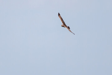 狩りのために葦原を飛翔する美しいハイイロチュウヒ（タカ科）
英名学名：Northern harrier (Circus cyaneus, family comprising hawks) 
栃木県栃木市渡良瀬遊水地-2025
