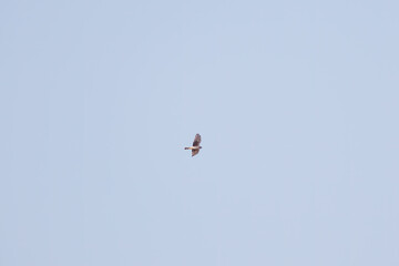 狩りのために葦原を飛翔する美しいハイイロチュウヒ（タカ科）
英名学名：Northern harrier (Circus cyaneus, family comprising hawks) 
栃木県栃木市渡良瀬遊水地-2025
