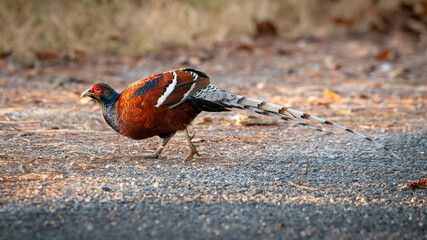 A colorful male Mrs. Hume's pheasant walking on a forest path with vivid plumage and a long patterned tail, captured in natural sunlight.