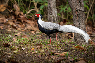 A beautiful silver pheasant with striking white and black feathers and a red face walking on forest ground covered with dry leaves and grass.