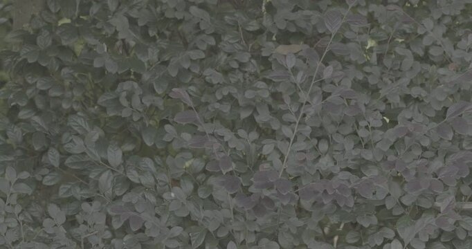 Chengdu, Sichuan, China. Ungraded C LOG 2, Many Leafs Of Common Barberry And Heptapleurum. Berberis Vulgaris Lush. Green Leafs Of Heptapleurum Or Araliaceae. Heptapleurum Actinophyllum