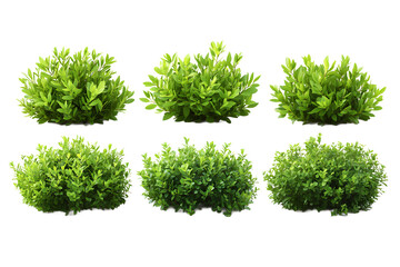 Obraz premium Set of Decorative Garden Bushes Isolated on