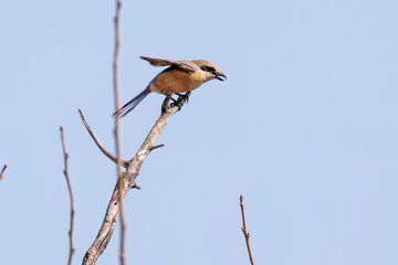 飛翔する美しいモズ（モズ科）
英名学名：Bull-headed shrike (Lanius bucephalus)
栃木県栃木市渡良瀬遊水地-2025
