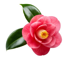 Pink Camellia japonica flower blooming with glossy leaves, isolated on transparent background with clipping path