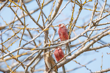 新芽を食して枝を飛び回る可愛いベニマシコ（アトリ科）の群れ
英名学名：Long-tailed Rosefinch (Uragus sibiricus)
栃木県栃木市渡良瀬遊水地-2025
