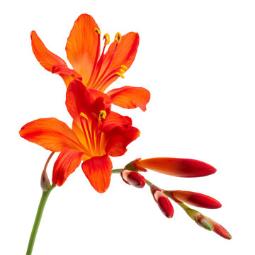 Vibrant crocosmia stem bearing orange red blossoms and unopened buds, isolated against transparent backdrop for design applications