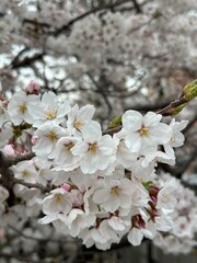 Obraz premium Spring Cherry Blossom in Korea